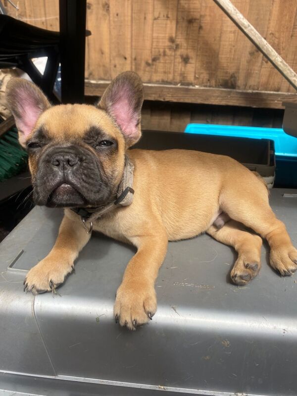 Frenchie pups for sale in West midlands - Image 1