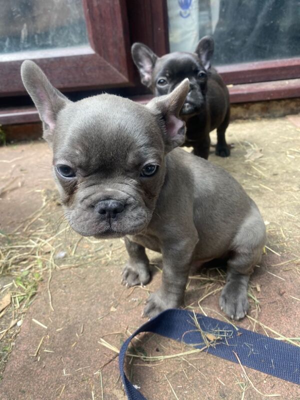 Frenchie pups for sale in West midlands - Image 2