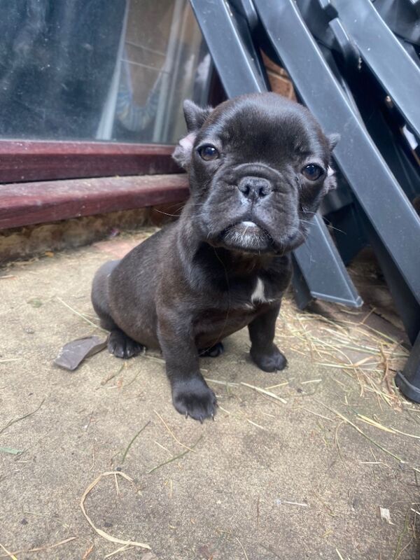 Frenchie pups for sale in West midlands - Image 3