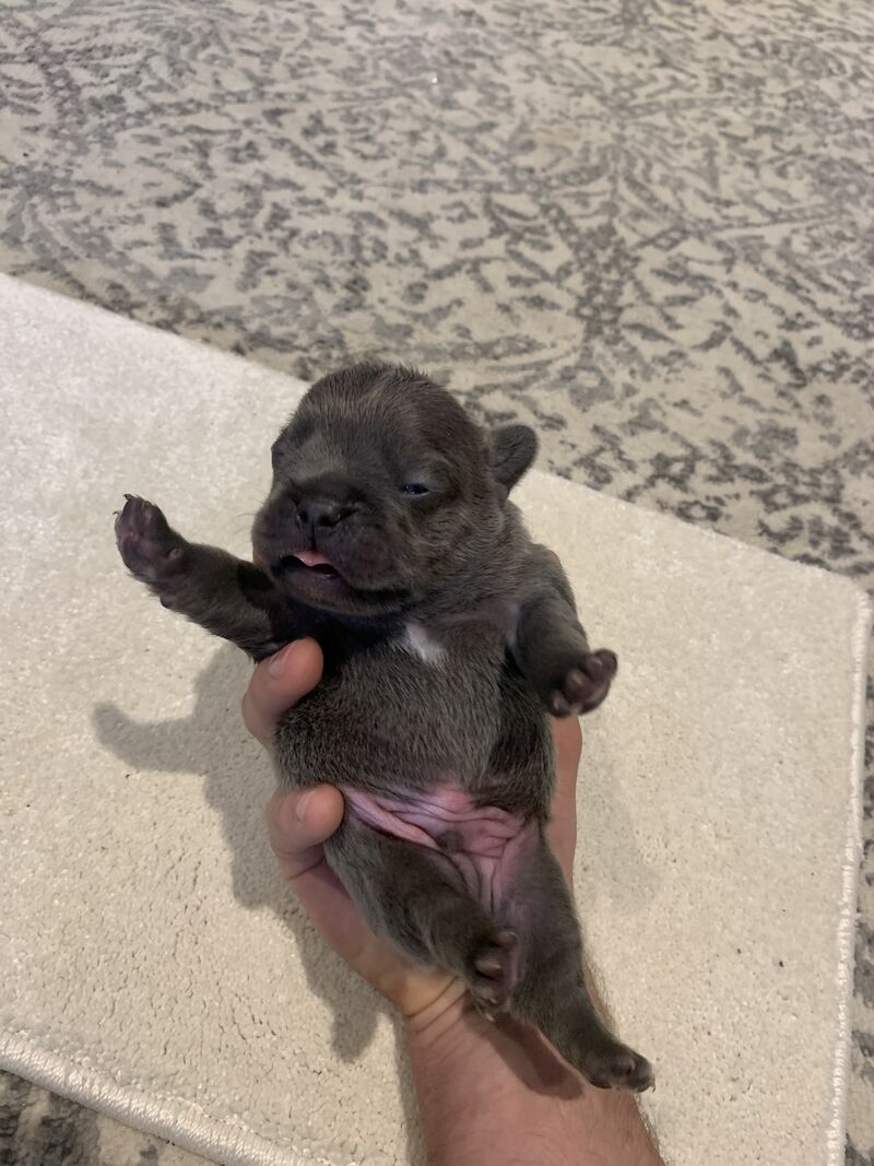 🇫🇷FRENCHIE PUPS VARIOUS COLOURS🐶 for sale in Manchester, Greater Manchester - Image 2