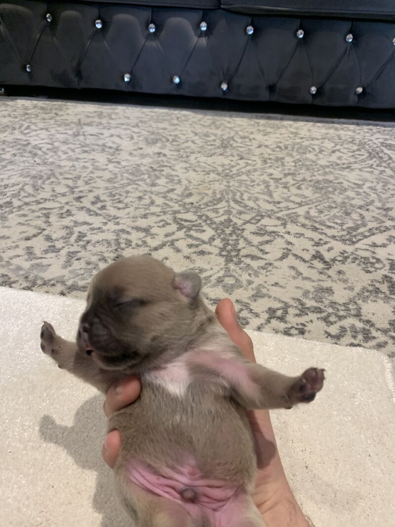 🇫🇷FRENCHIE PUPS VARIOUS COLOURS🐶 for sale in Manchester, Greater Manchester - Image 3