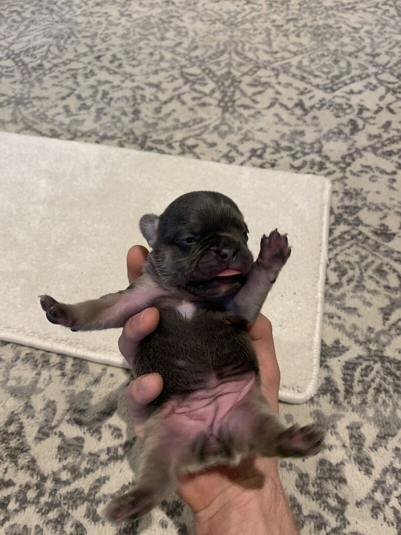 🇫🇷FRENCHIE PUPS VARIOUS COLOURS🐶 for sale in Manchester, Greater Manchester - Image 4