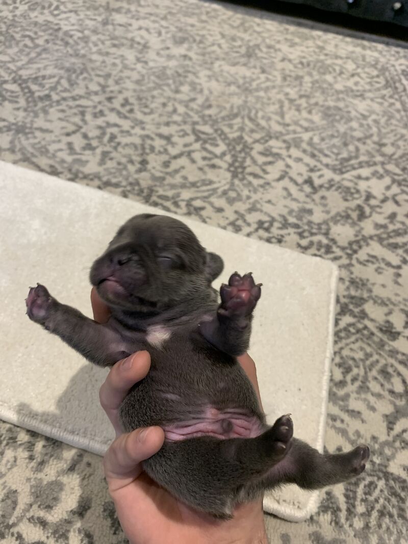 🇫🇷FRENCHIE PUPS VARIOUS COLOURS🐶 for sale in Manchester, Greater Manchester - Image 6