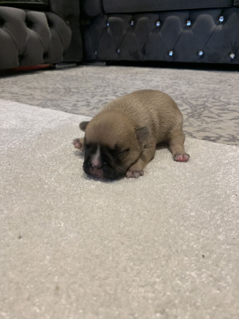 🇫🇷FRENCHIE PUPS VARIOUS COLOURS🐶 for sale in Manchester, Greater Manchester - Image 10