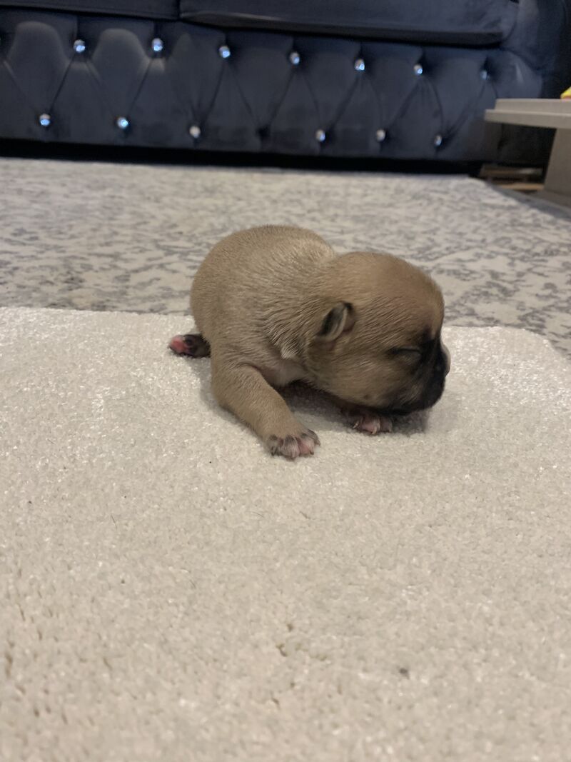 🇫🇷FRENCHIE PUPS VARIOUS COLOURS🐶 for sale in Manchester, Greater Manchester - Image 11