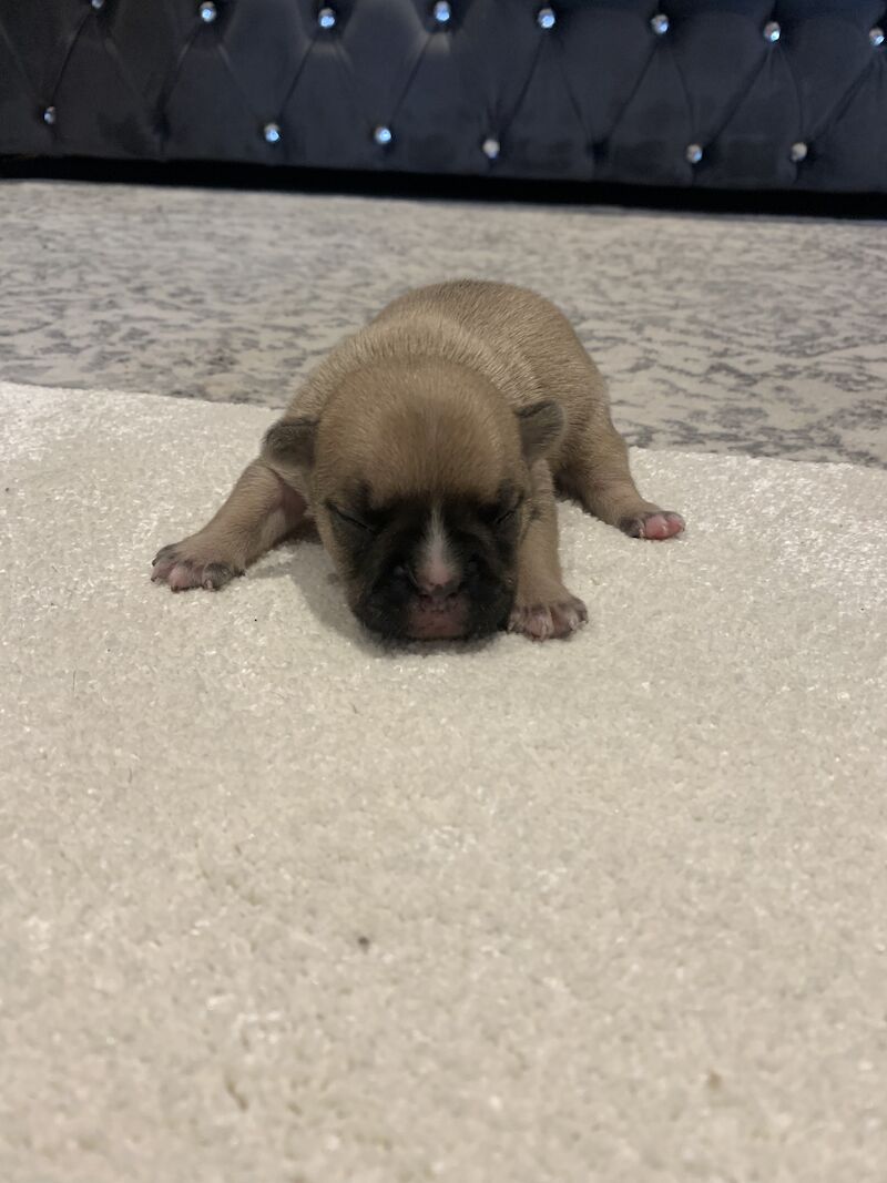 🇫🇷FRENCHIE PUPS VARIOUS COLOURS🐶 for sale in Manchester, Greater Manchester - Image 12