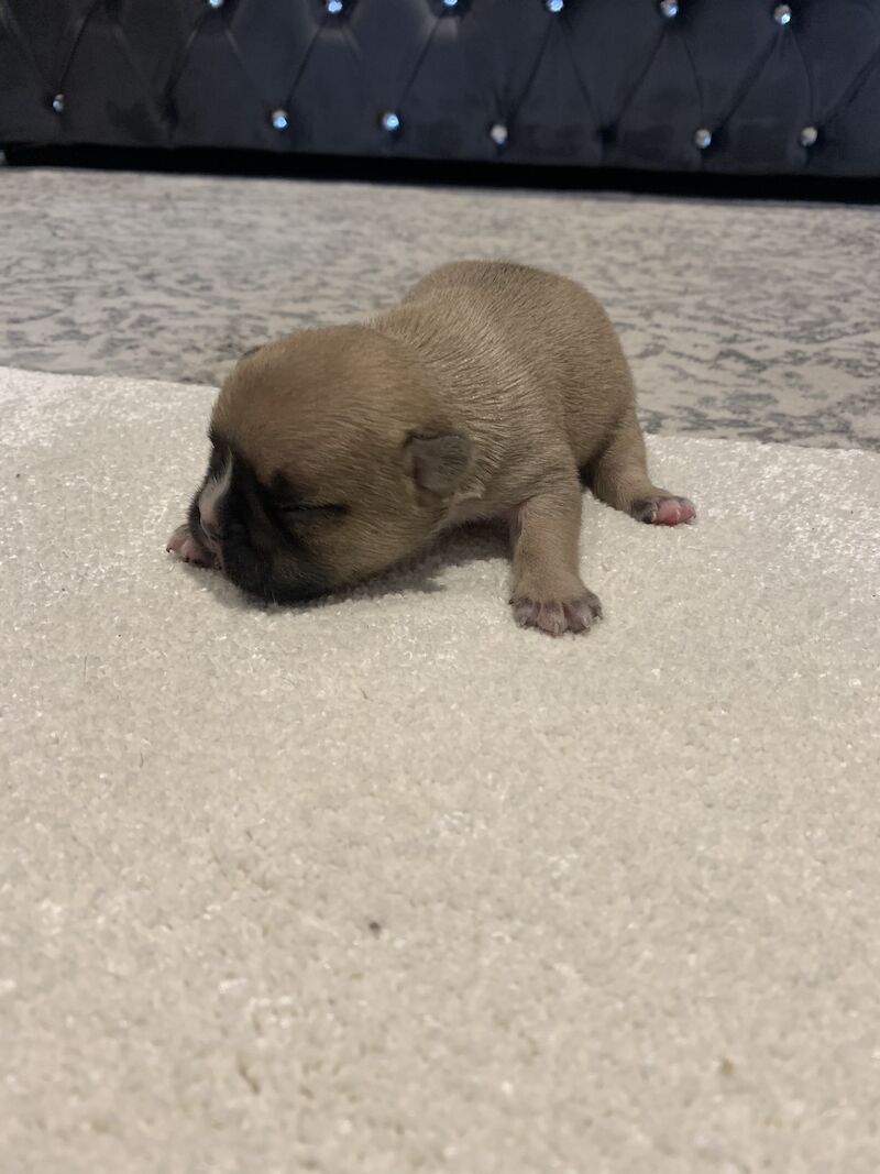 🇫🇷FRENCHIE PUPS VARIOUS COLOURS🐶 for sale in Manchester, Greater Manchester - Image 13