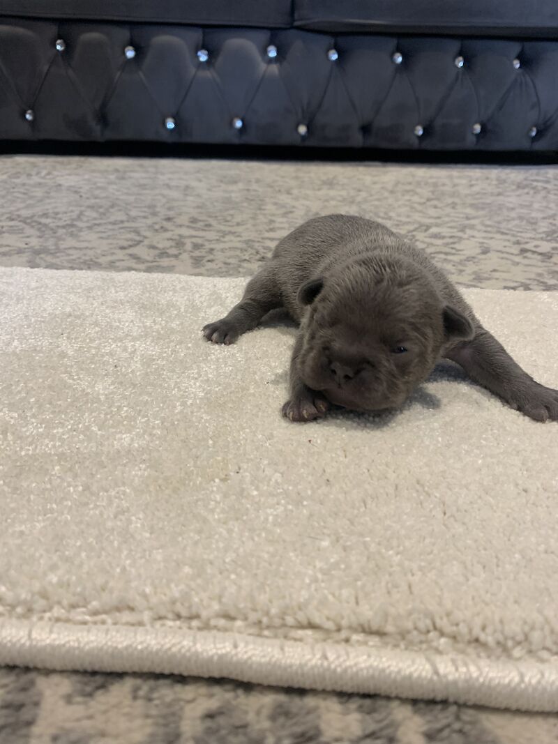 🇫🇷FRENCHIE PUPS VARIOUS COLOURS🐶 for sale in Manchester, Greater Manchester - Image 15