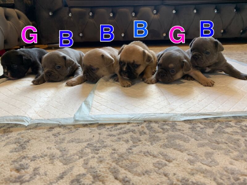 🇫🇷FRENCHIE PUPS VARIOUS COLOURS🐶 for sale in Manchester, Greater Manchester