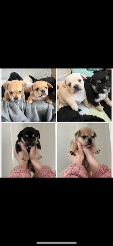 Frenchie x Chihuahua Puppies for sale in Penryn, Cornwall