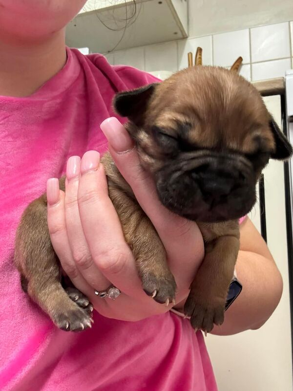 Frenchie X staffy pups (fraffy) for sale in Wednesbury, West Midlands