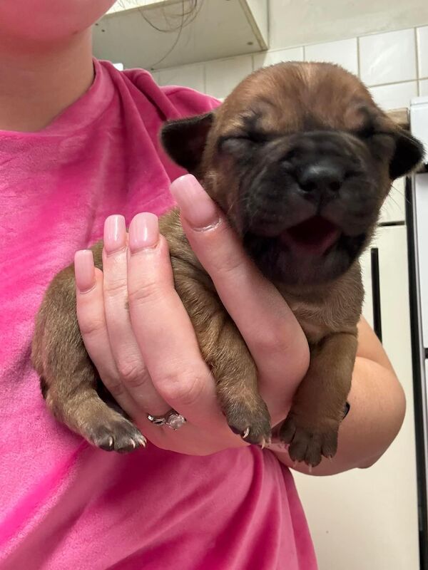 Frenchie X staffy pups (fraffy) for sale in Wednesbury, West Midlands - Image 2