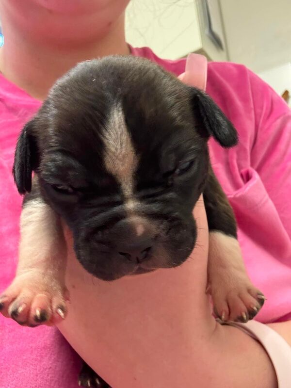 Frenchie X staffy pups (fraffy) for sale in Wednesbury, West Midlands - Image 4