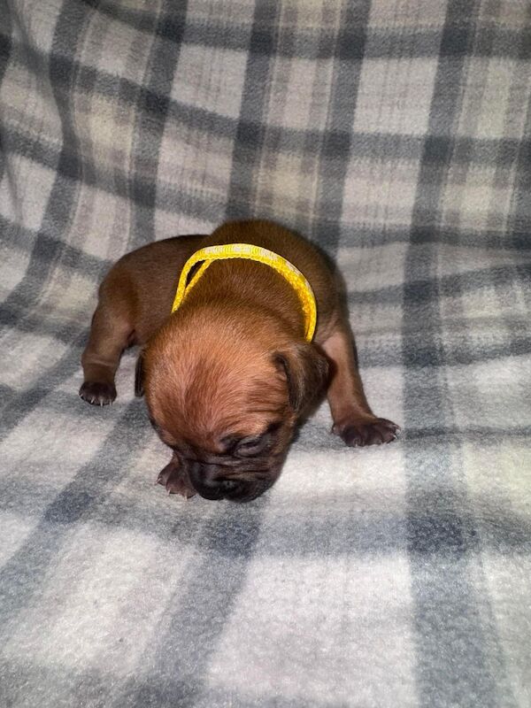 Frenchie X staffy pups (fraffy) for sale in Wednesbury, West Midlands - Image 6