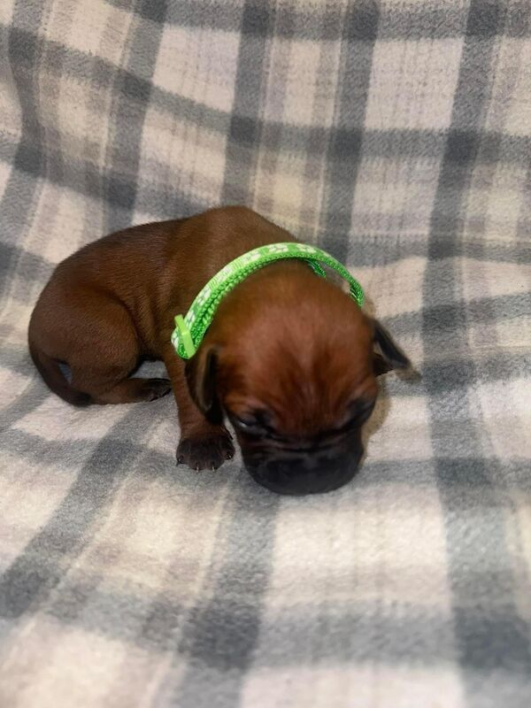 Frenchie X staffy pups (fraffy) for sale in Wednesbury, West Midlands - Image 7