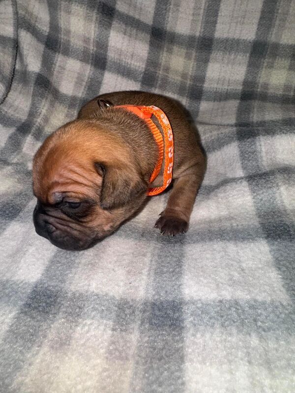 Frenchie X staffy pups (fraffy) for sale in Wednesbury, West Midlands - Image 8