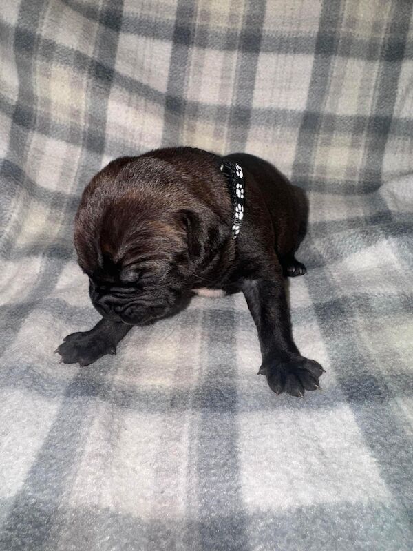 Frenchie X staffy pups (fraffy) for sale in Wednesbury, West Midlands - Image 9