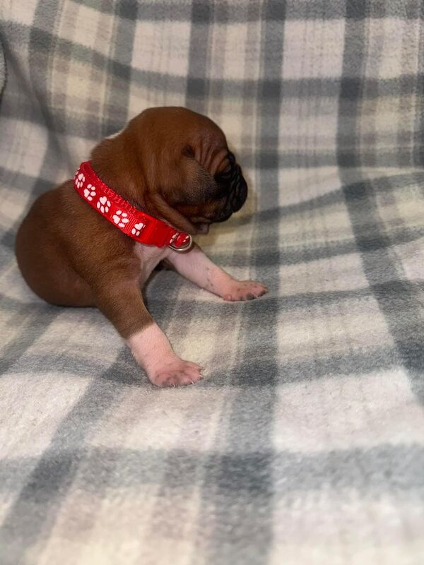 Frenchie X staffy pups (fraffy) for sale in Wednesbury, West Midlands - Image 10