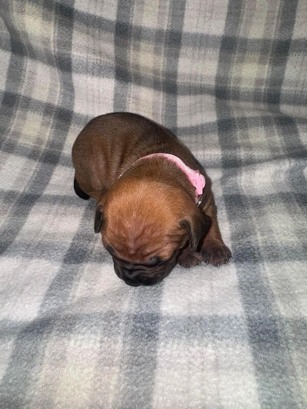 Frenchie X staffy pups (fraffy) for sale in Wednesbury, West Midlands - Image 11