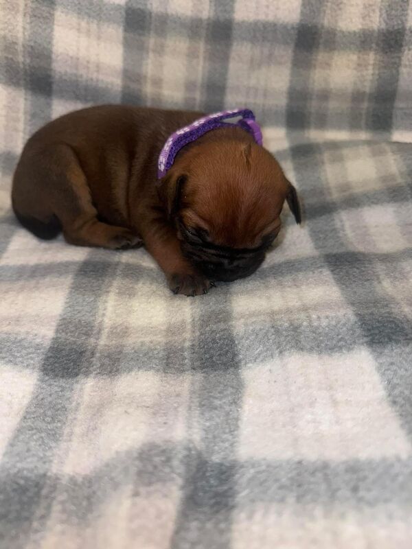 Frenchie X staffy pups (fraffy) for sale in Wednesbury, West Midlands - Image 12