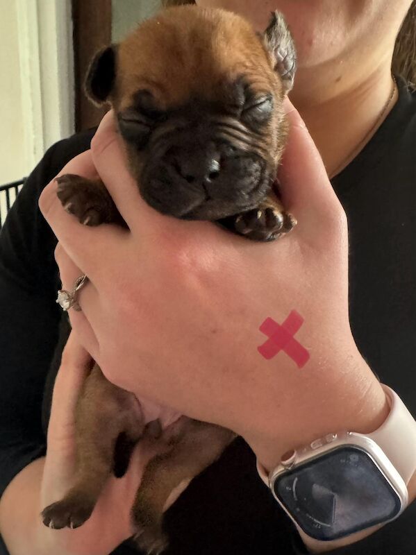 Frenchie X staffy pups (fraffy) for sale in Wednesbury, West Midlands - Image 15