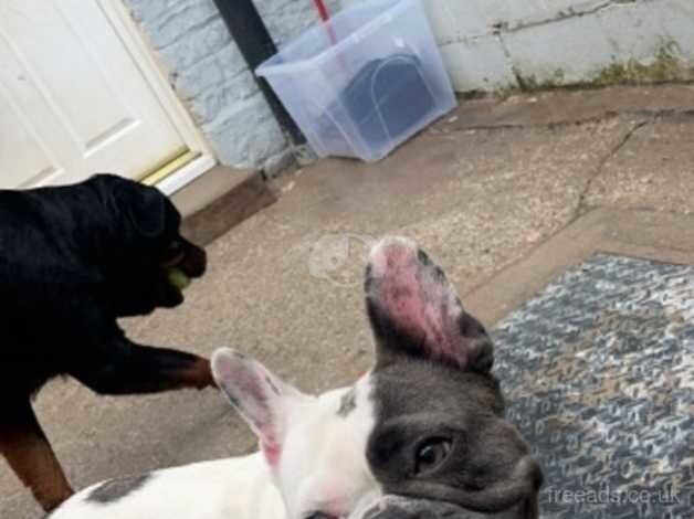 FRENCHIEE for sale in Liverpool, Merseyside