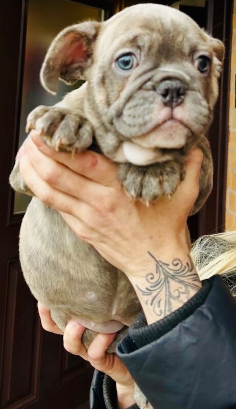 French bulldog x English bulldog for sale in Birmingham, West Midlands - Image 1