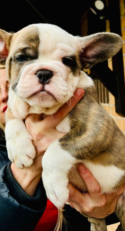 French bulldog x English bulldog for sale in Birmingham, West Midlands - Image 2