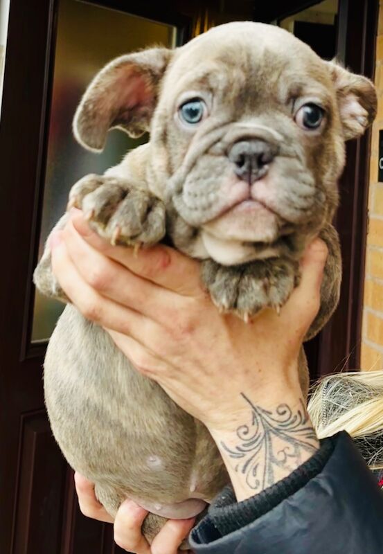 French bulldog x English bulldog for sale in Birmingham, West Midlands - Image 3