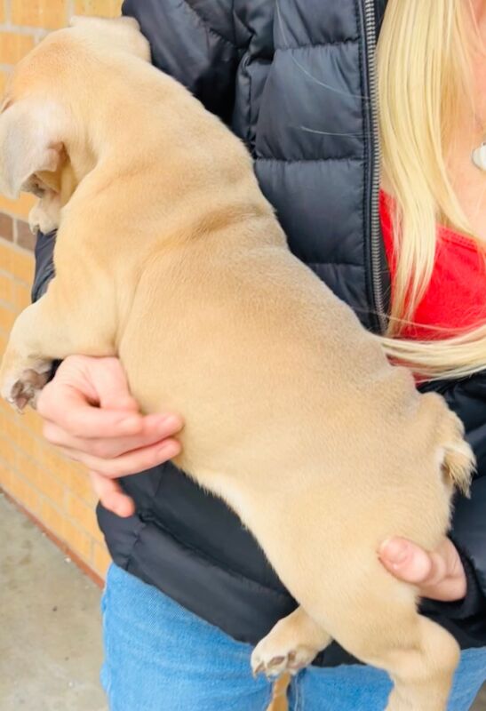 French bulldog x English bulldog for sale in Birmingham, West Midlands - Image 4