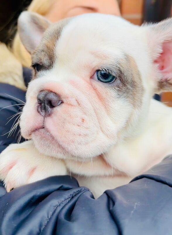 French bulldog x English bulldog for sale in Birmingham, West Midlands - Image 6