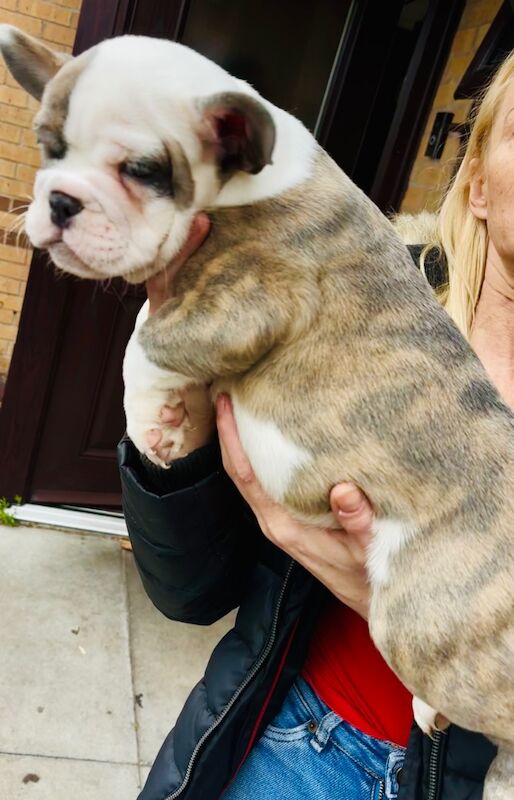 French bulldog x English bulldog for sale in Birmingham, West Midlands - Image 7