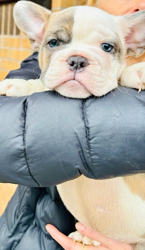 French bulldog x English bulldog for sale in Birmingham, West Midlands - Image 8