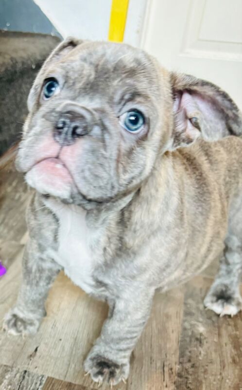 French bulldog x English bulldog for sale in Birmingham, West Midlands - Image 9