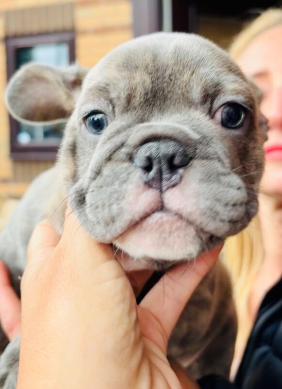 French bulldog x English bulldog for sale in Birmingham, West Midlands - Image 10