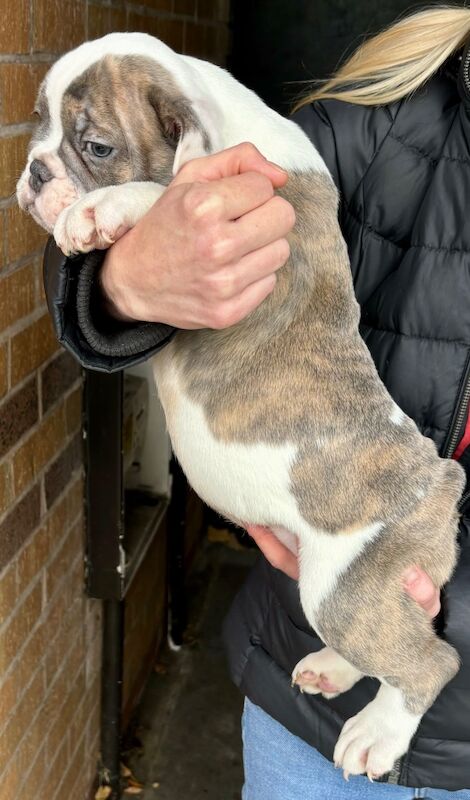 French bulldog x English bulldog for sale in Birmingham, West Midlands - Image 12