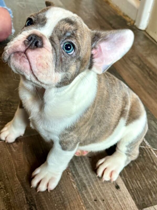 French bulldog x English bulldog for sale in Birmingham, West Midlands - Image 13