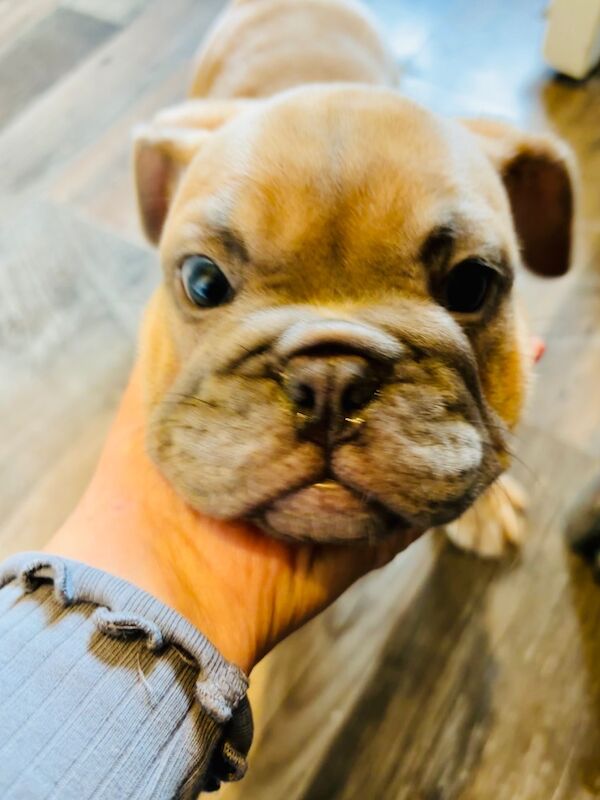 French bulldog x English bulldog for sale in Birmingham, West Midlands - Image 14