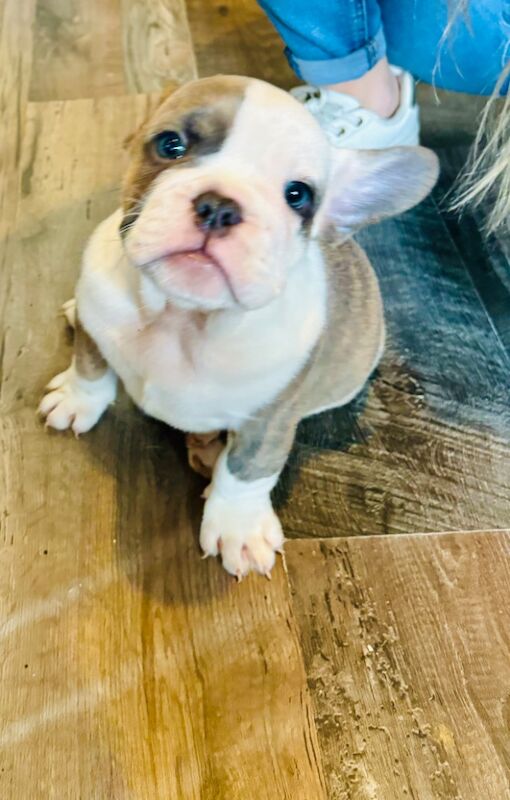 French bulldog x English bulldog for sale in Birmingham, West Midlands - Image 15