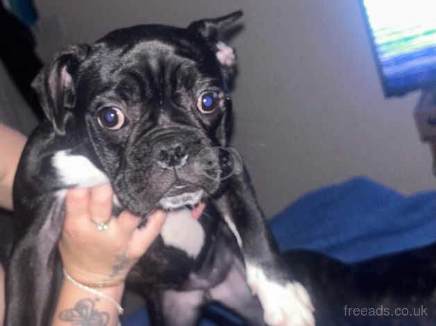 French bulldog puppy for sale in Dewsbury, West Yorkshire