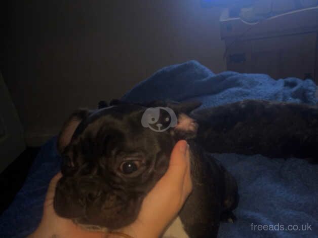 French bulldog puppy for sale in Dewsbury, West Yorkshire - Image 2