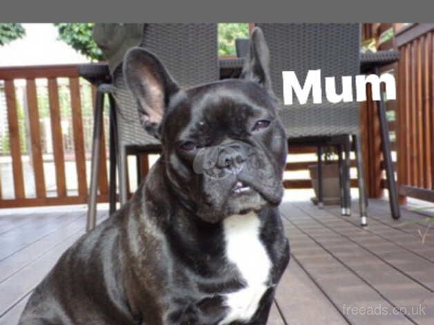 French bulldog puppy for sale in Dewsbury, West Yorkshire - Image 3