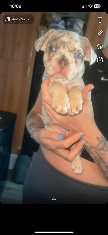 Full breed frenchie KG registered for sale in Chesterfield, Derbyshire