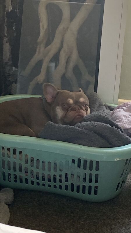 Full French bulldog male for sale in Kingston upon Hull, East Riding of Yorkshire