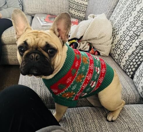 Full French bulldog pedigree (16 months female) for sale in Banbury, Oxfordshire
