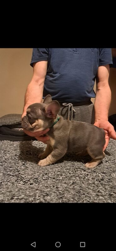 French bulldog puppies for sale! Good quality, nice character and excellent price - £800!!! for sale in CR7 8AQ