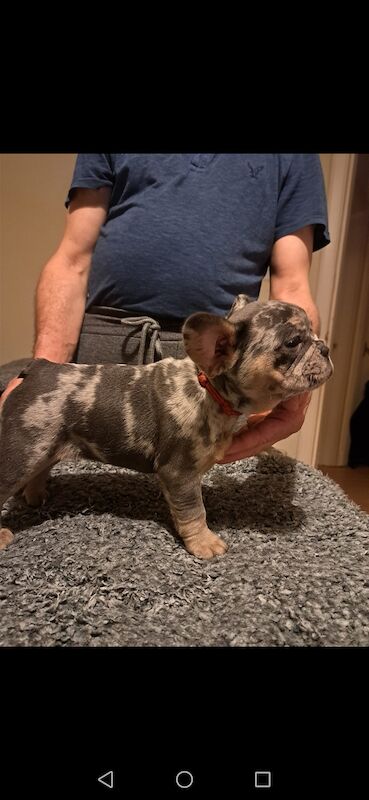 French bulldog puppies for sale! Good quality, nice character and excellent price - £800!!! for sale in CR7 8AQ - Image 2