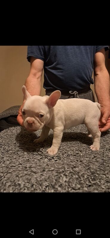 French bulldog puppies for sale! Good quality, nice character and excellent price - £800!!! for sale in CR7 8AQ - Image 3