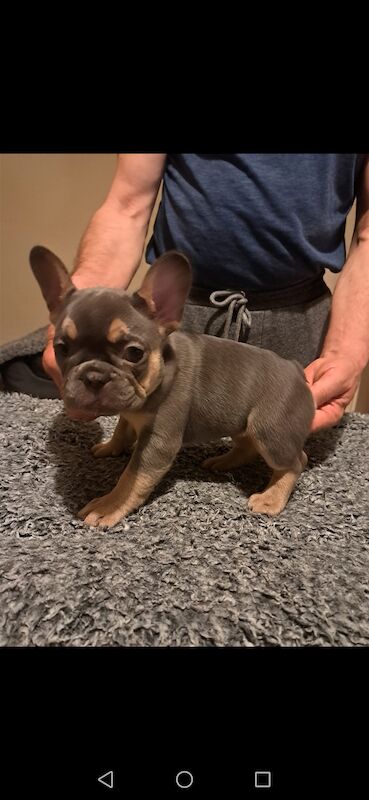 French bulldog puppies for sale! Good quality, nice character and excellent price - £800!!! for sale in CR7 8AQ - Image 4