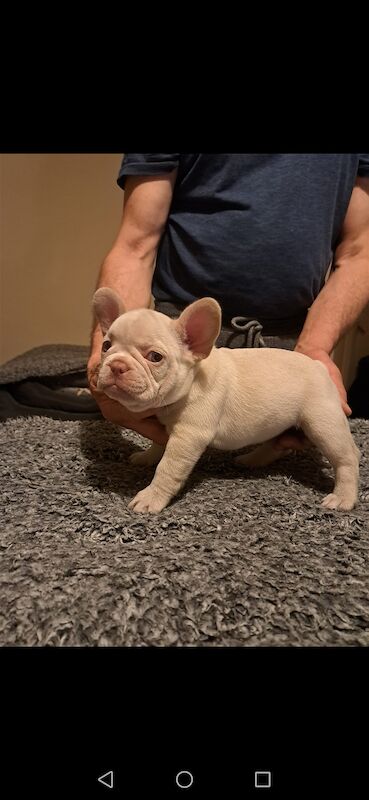 French bulldog puppies for sale! Good quality, nice character and excellent price - £800!!! for sale in CR7 8AQ - Image 5